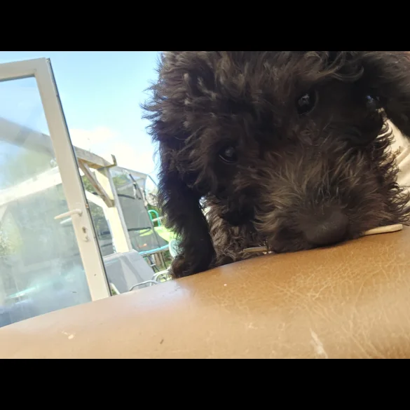 Labradoodle - Both
