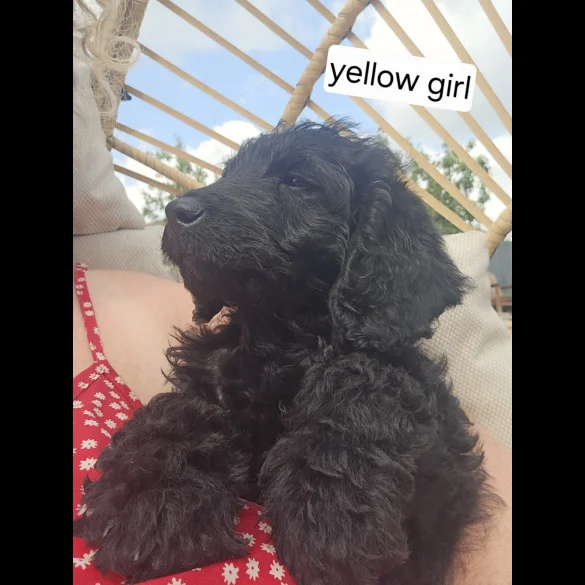 Labradoodle - Both