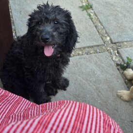 Labradoodle - Both