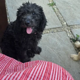 Labradoodle - Both