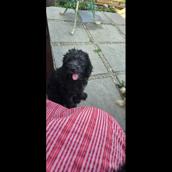Labradoodle - Both