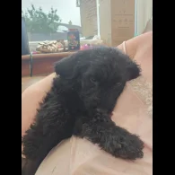 Labradoodle - Both