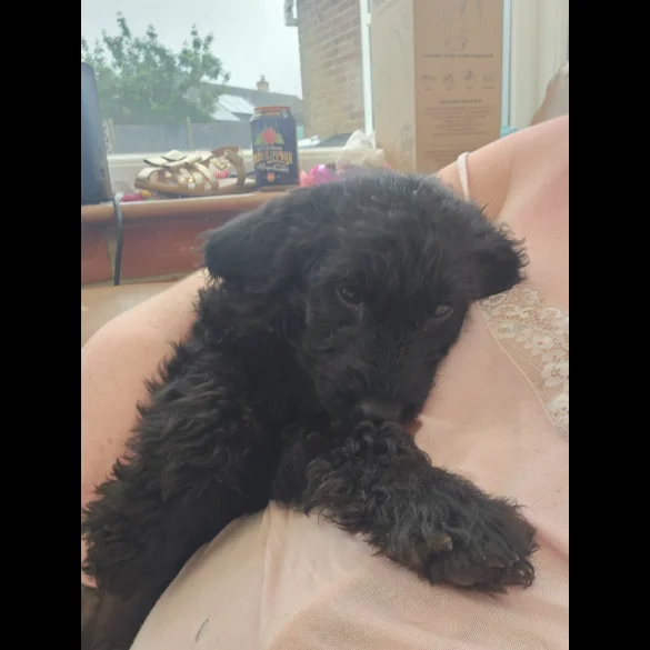 Labradoodle - Both