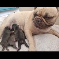 French Bulldog - Both