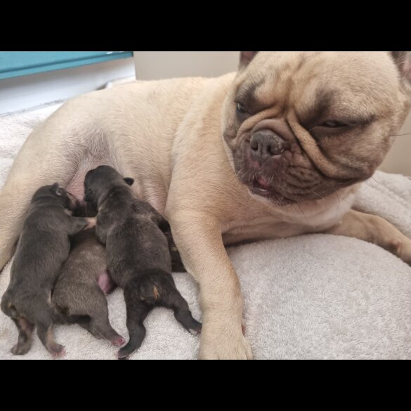 French Bulldog - Both