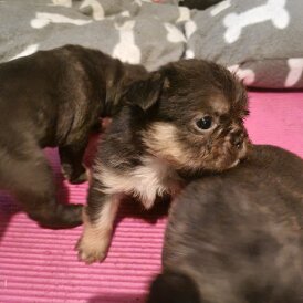 French Bulldog - Both