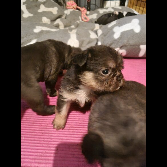 French Bulldog - Both