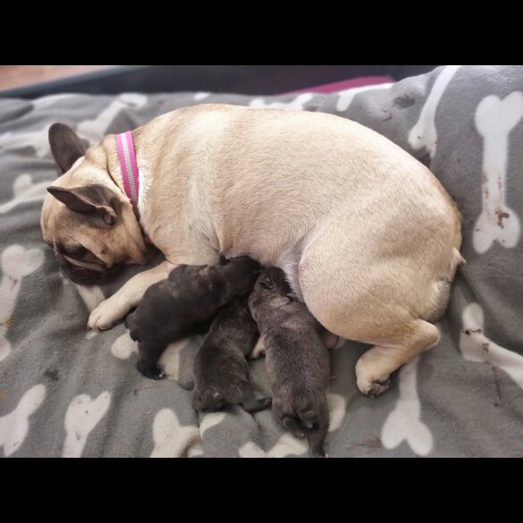 French Bulldog - Both