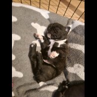 French Bulldog - Both