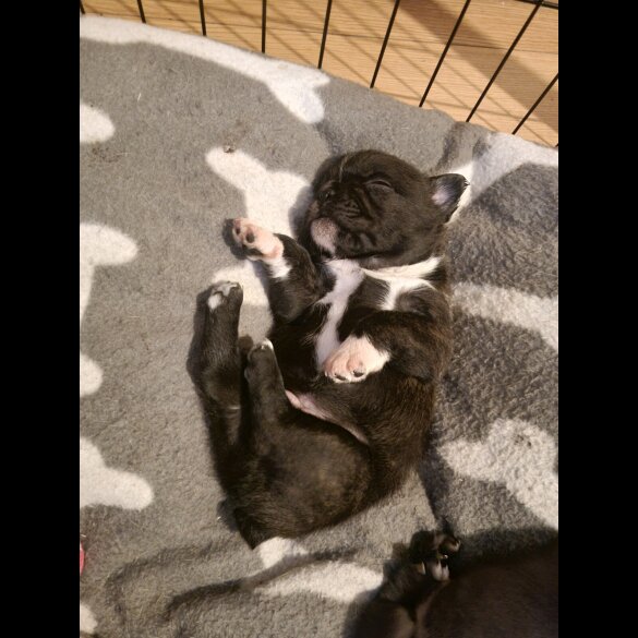 French Bulldog - Both