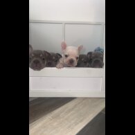 French Bulldog - Both