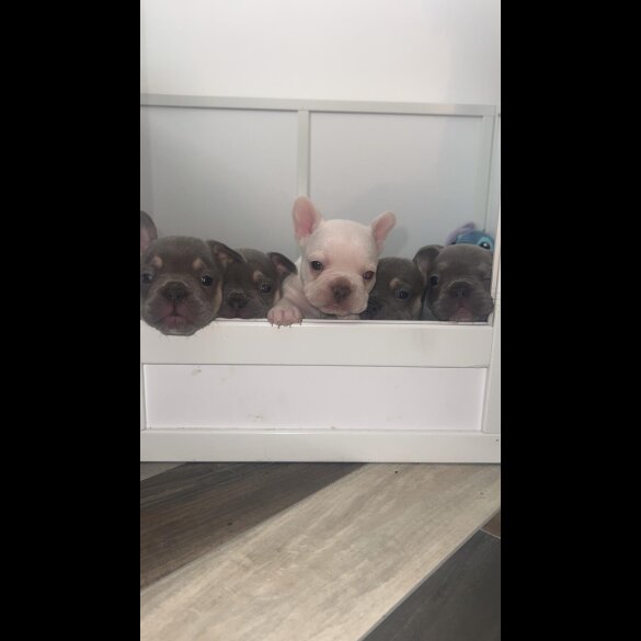 French Bulldog - Both