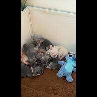 French Bulldog - Both