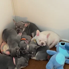 French Bulldog - Both