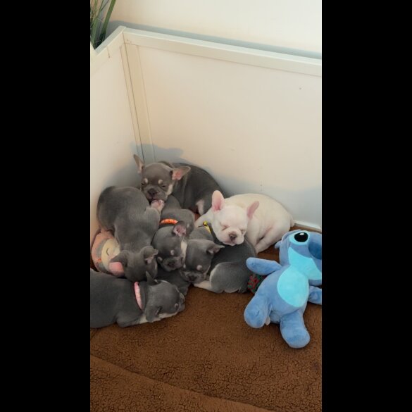 French Bulldog - Both