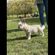 French Bulldog - Bitches