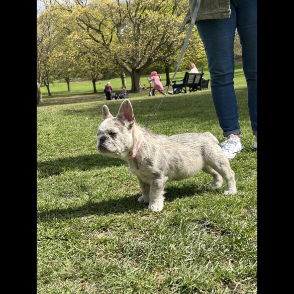 French Bulldog - Bitches