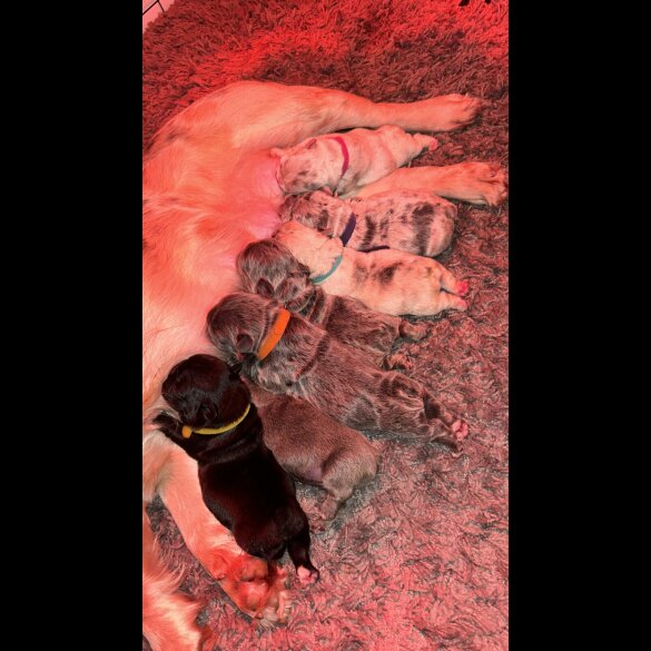 French Bulldog - Bitches