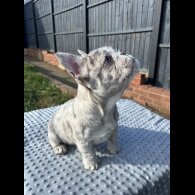 French Bulldog - Bitches