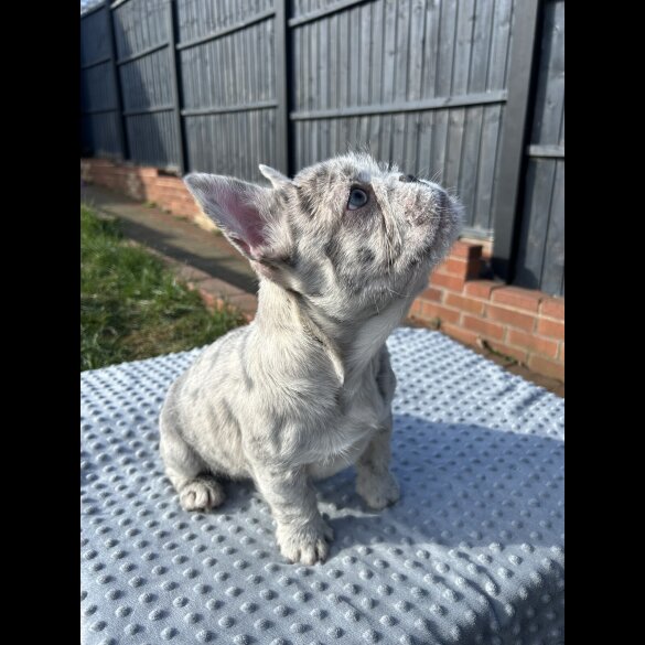 French Bulldog - Bitches