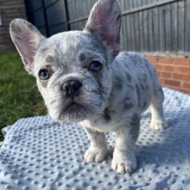 French Bulldog - Bitches