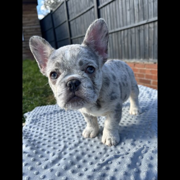 French Bulldog - Bitches