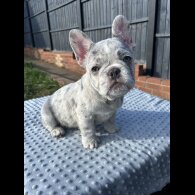 French Bulldog - Bitches