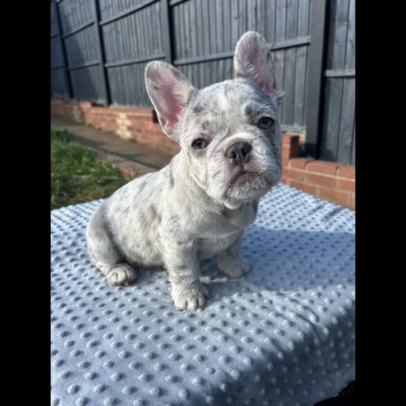 French Bulldog - Bitches