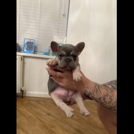 French Bulldog - Both