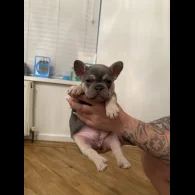 French Bulldog - Both