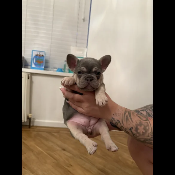 French Bulldog - Both