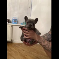 French Bulldog - Both