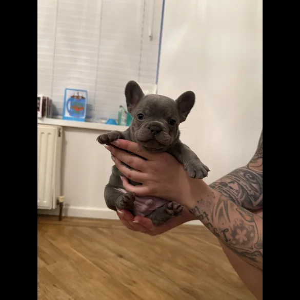 French Bulldog - Both