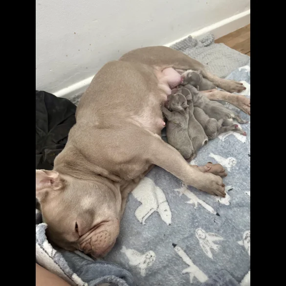 French Bulldog - Both