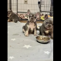 French Bulldog - Both