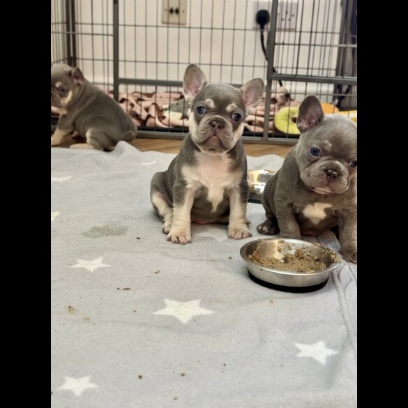 French Bulldog - Both