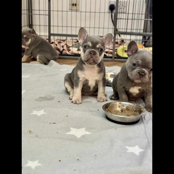 French Bulldog - Both