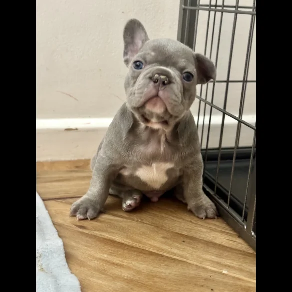 French Bulldog - Both