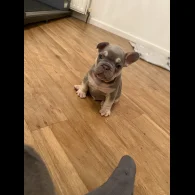French Bulldog - Both