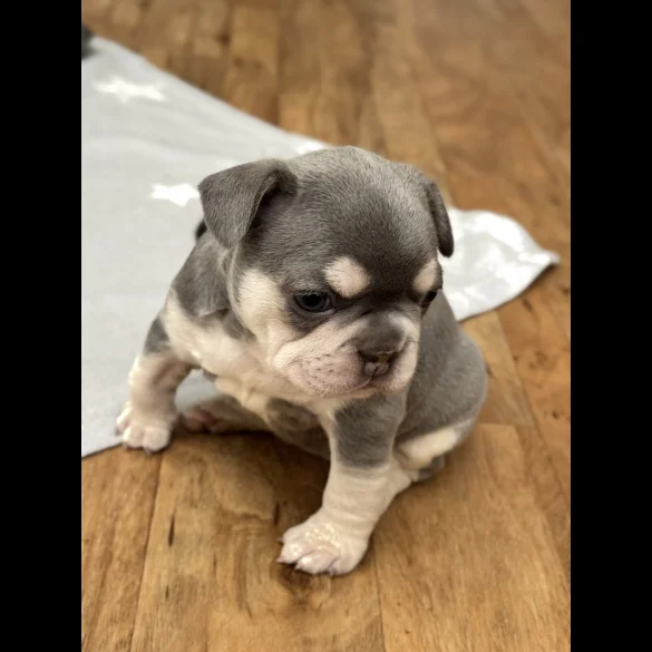 French Bulldog - Both