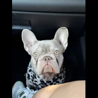 French Bulldog - Both