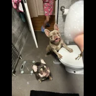 French Bulldog - Both