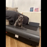 French Bulldog - Both