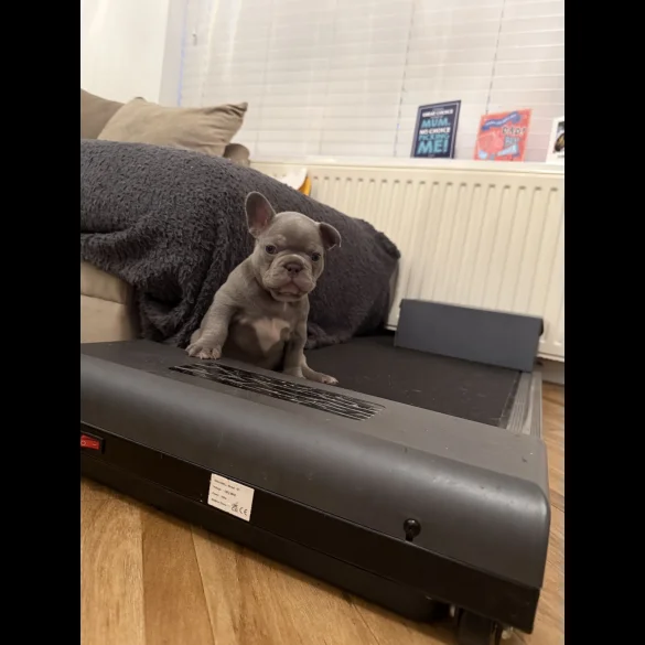 French Bulldog - Both