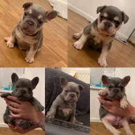 French Bulldog - Both