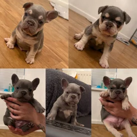 French Bulldog - Both