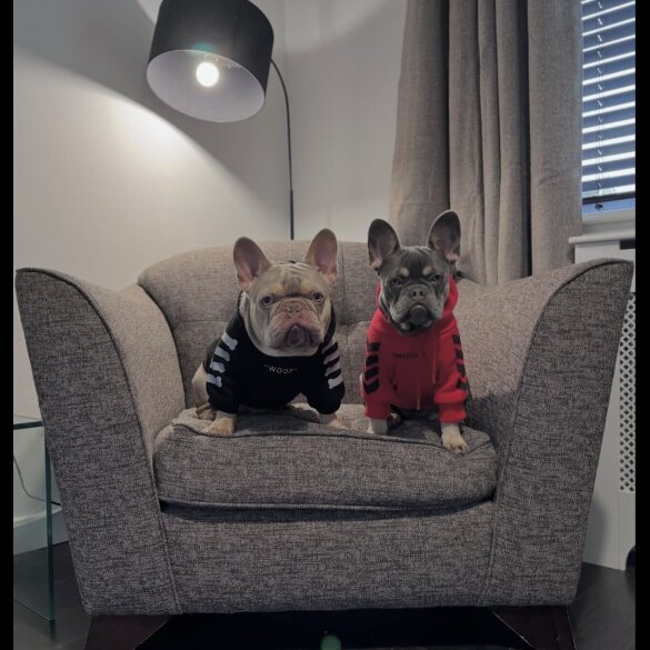 French Bulldog - Both