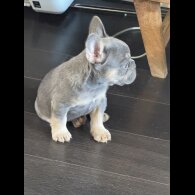 French Bulldog - Both