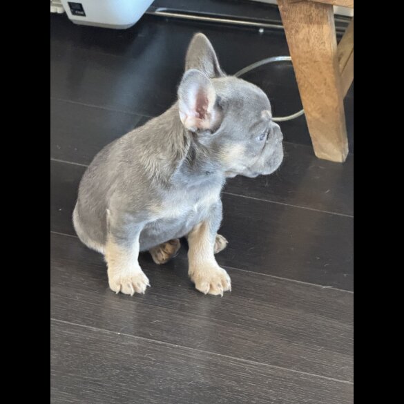 French Bulldog - Both