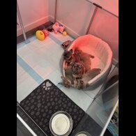 French Bulldog - Both